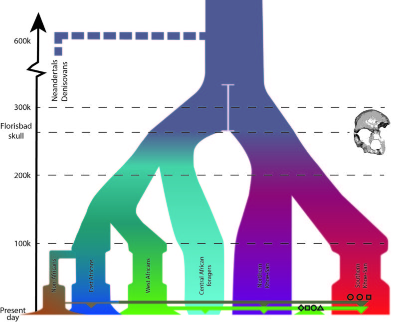 Our family tree, with the dates inferred from this new data. Note how many major branches there are within Africa, and the recent exchange of DNA at the bottom.