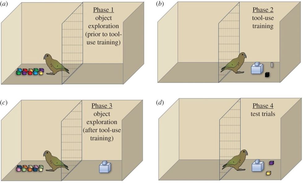 During these phases of the experiment, crows and kea played with toys, then turned them into tools to get food from a food platform.