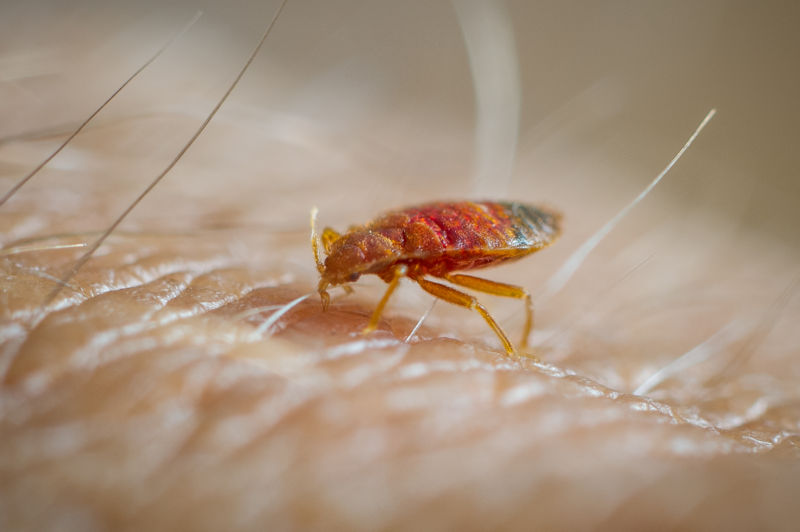 Bedbugs feed on a human. 