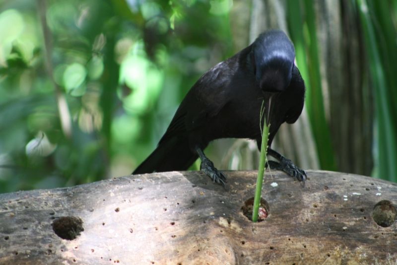 A New Caledonian crow uses a serrated leaf edge to pull grubs out of a hole in a log.