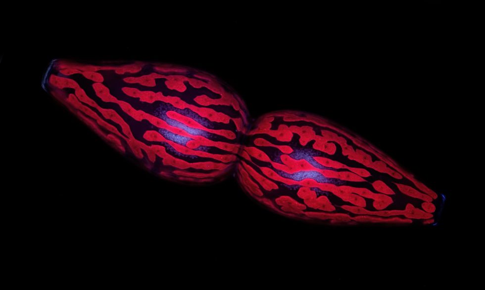 Pleurotaenium-980x587.jpg