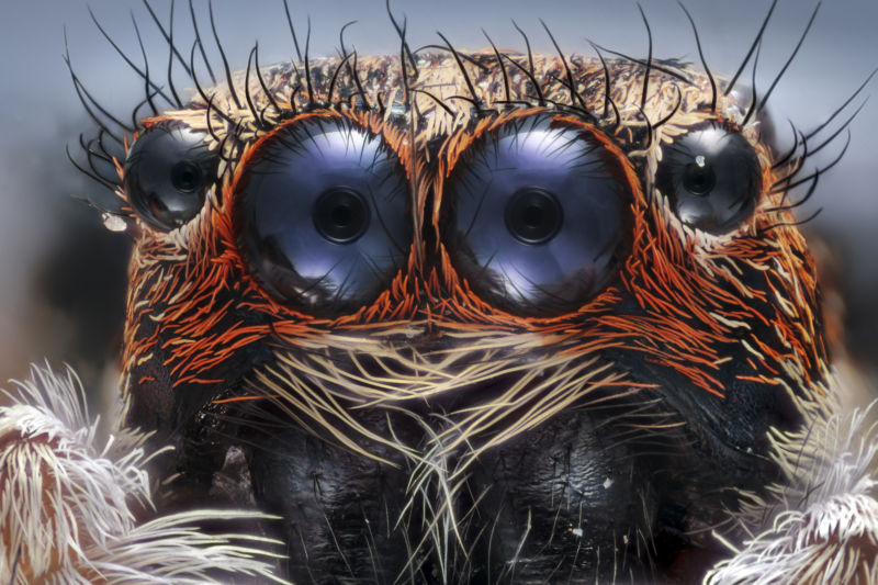 Look carefully into the spider's two largest eyes and you can see internal structures similar to the ones that we've evolved.