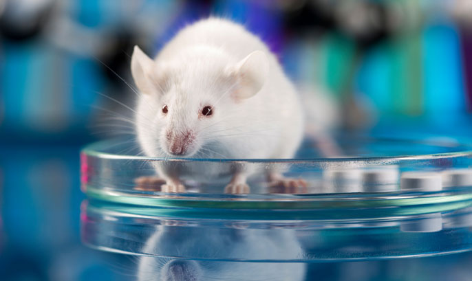 Studying human tumors in mice may end up being misleading