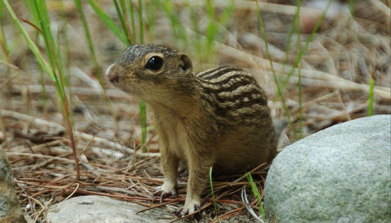 1129px-Groundsquirrel4-300-800x638.jpg