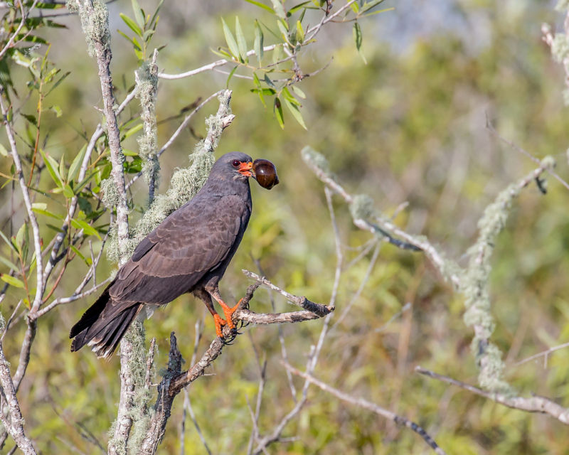 A snail kite with its prey of choice.