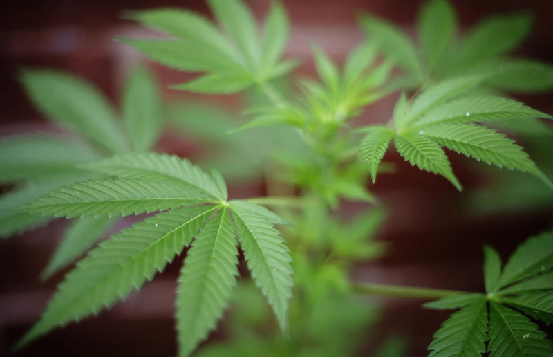 Study: Nearly 70% of online CBD marijuana extracts are mislabeled