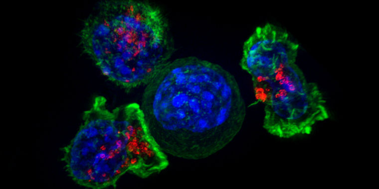 photo of Swiss lab develops genetic tool kit to turn any cell into a tumor killer image