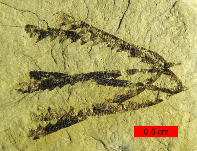 Fossils of graptolites from the Ordovician.  Here you can see a pair of overlapping tubes, which would have contained members of a graptolite colony.