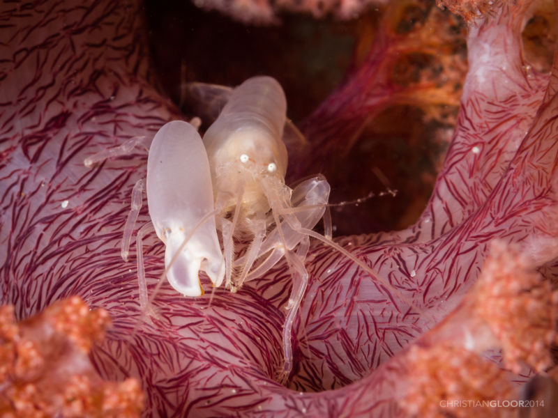 shrimps in water