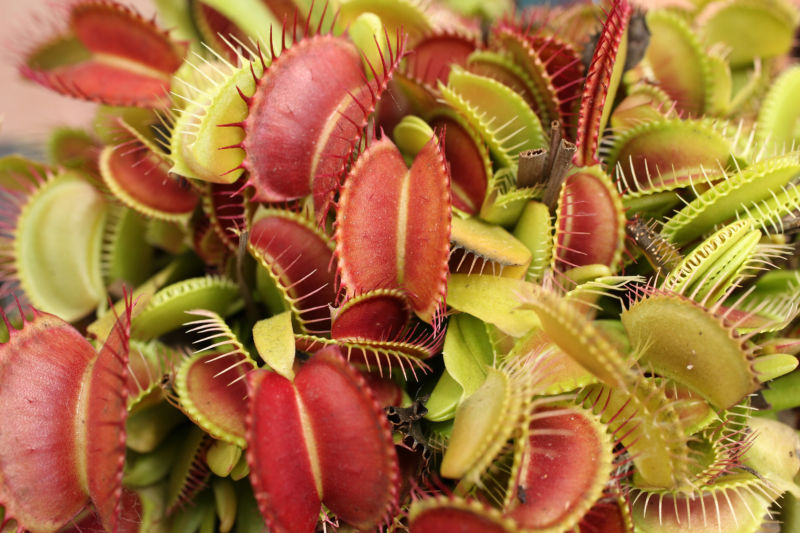 Venus fly traps sit on display at the Berlin-Dahlem Botanical Garden on July 20, 2013 in Berlin, Germany. 