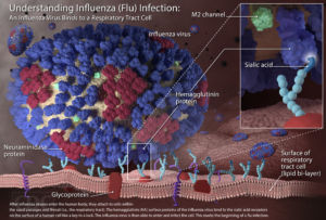  The structure of the influenza virus’s HA surface proteins is designed to fit the sialic acid receptors of the human cell, like a key to a lock. Once the key enters the lock, the influenza virus is then able to enter and infect the cell. This marks the beginning of a flu infection.