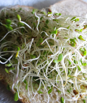 Alfalfa sprouts on a bun.  Clover, radishes and bean sprouts are other types of sprouts found in foods.