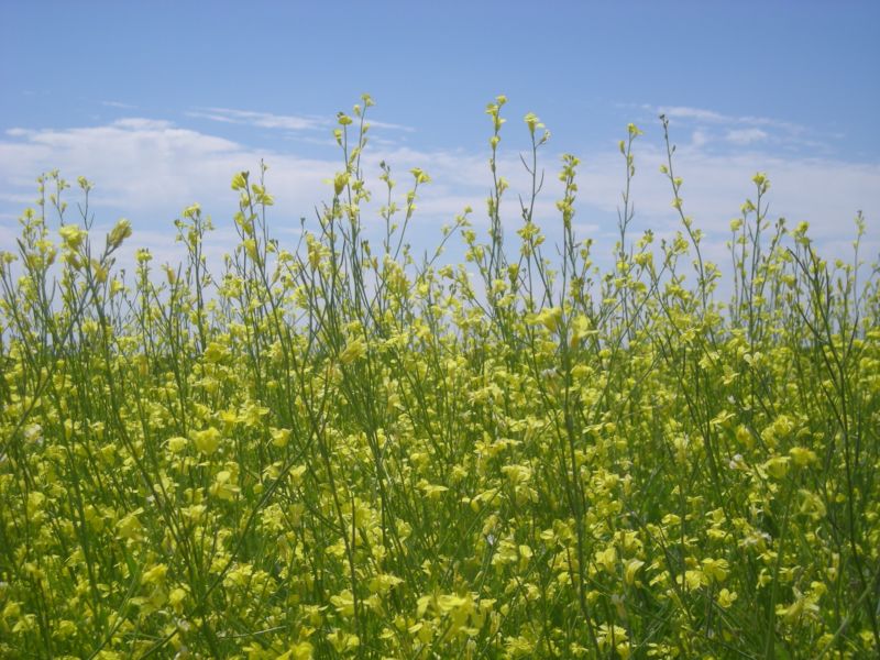 Qantas experiments with biofuel mustard seed on LA-Melbourne flight