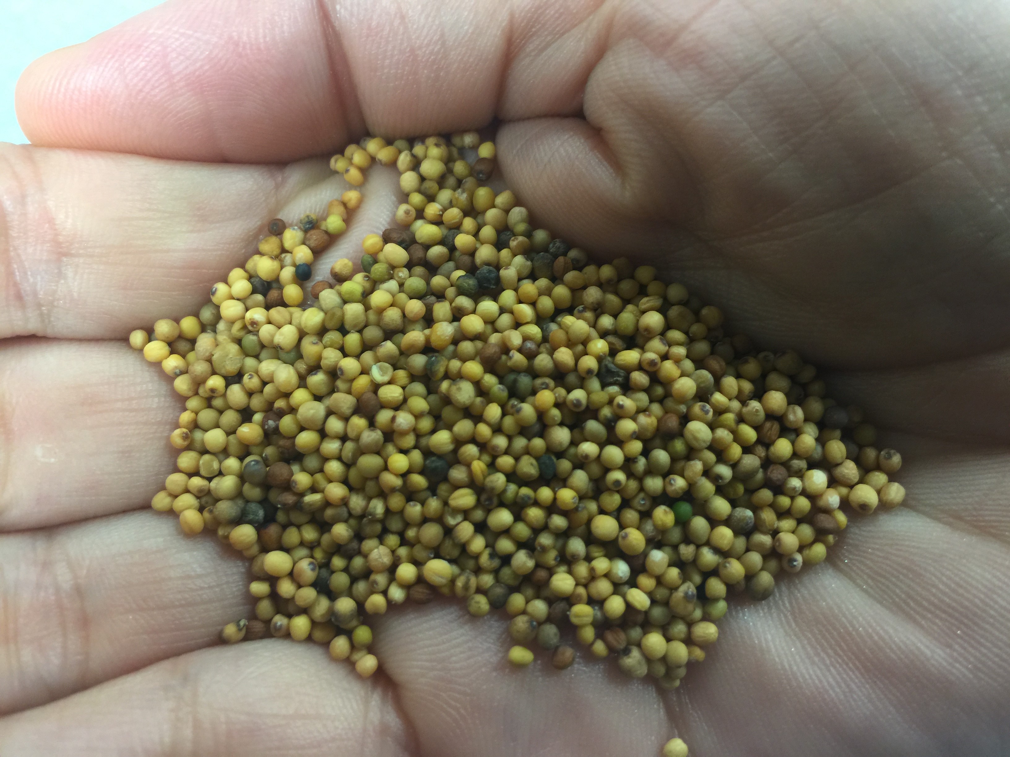 mustard seed experiment