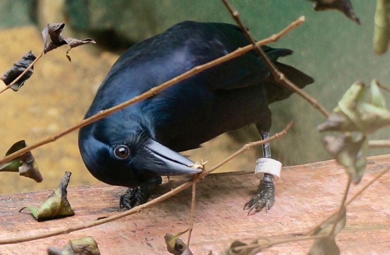 A crow gets to work manufacturing a tool.