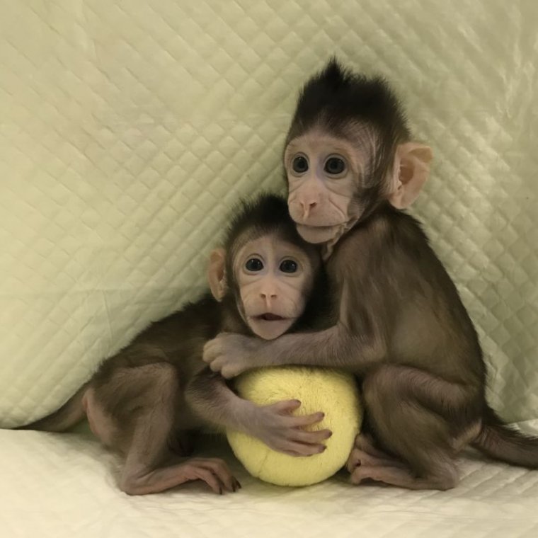 These Baby Monkeys Are First Cloned Primates Created Using The Dolly Method Ars Technica