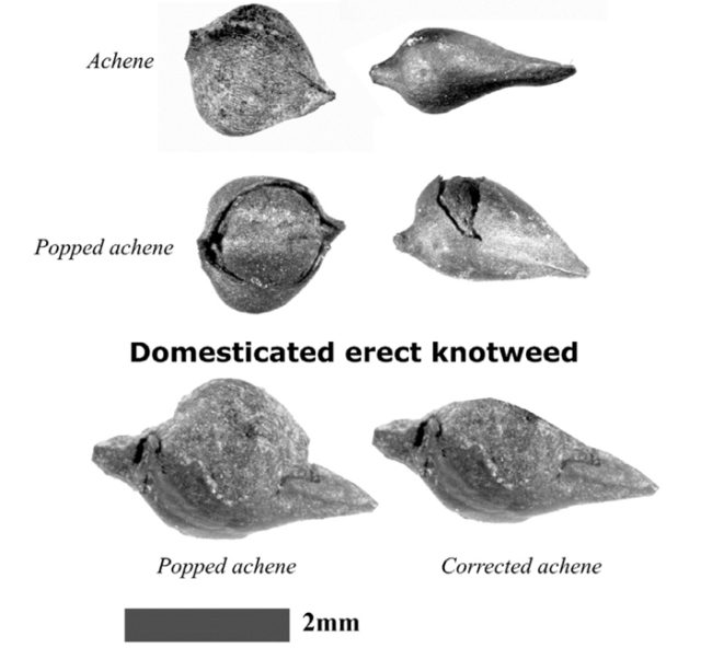 The top two rows are wild erect knotweed. The wild plant produces two kinds of achene, also called fruit: on the left is one form, with a thick, wrinkled skin; on the right is a fruit with smoother, thinner skin. The domesticated strain in the bottom row—popped and unpopped—resemble the smooth form of the wild fruit. You’ll notice also that it’s generally bigger. Mueller experimentally carbonized the wild fruit to see how its popped form would match the popped domesticate.