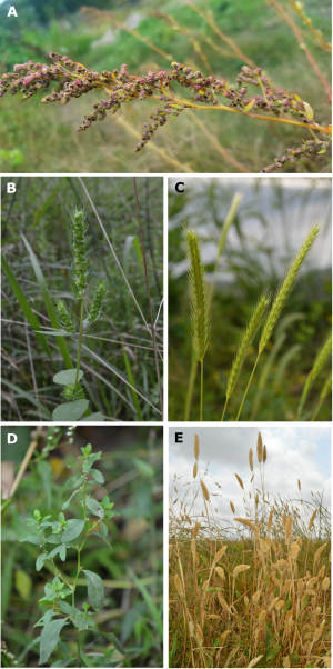 Here you can see some of the lost crops of North America: a) goosefoot (<em>Chenopodium berlandieri</em>); b) sumpweed/mars helder (<em>Iva annua</em>); c) little barley (<em>Hordeum pusillum</em>); d) erect knotweed (<em>Polygonum erectum</em>); e) maygrass (<em>Phalaris caroliniana</em>)