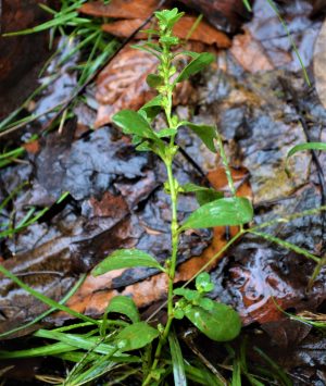 A beautiful sample of wild erect knotweed, found in Kentucky along the Red River.