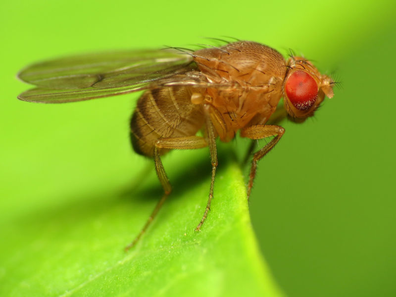 Fruit fly's complete brain wiring map offers insights into human