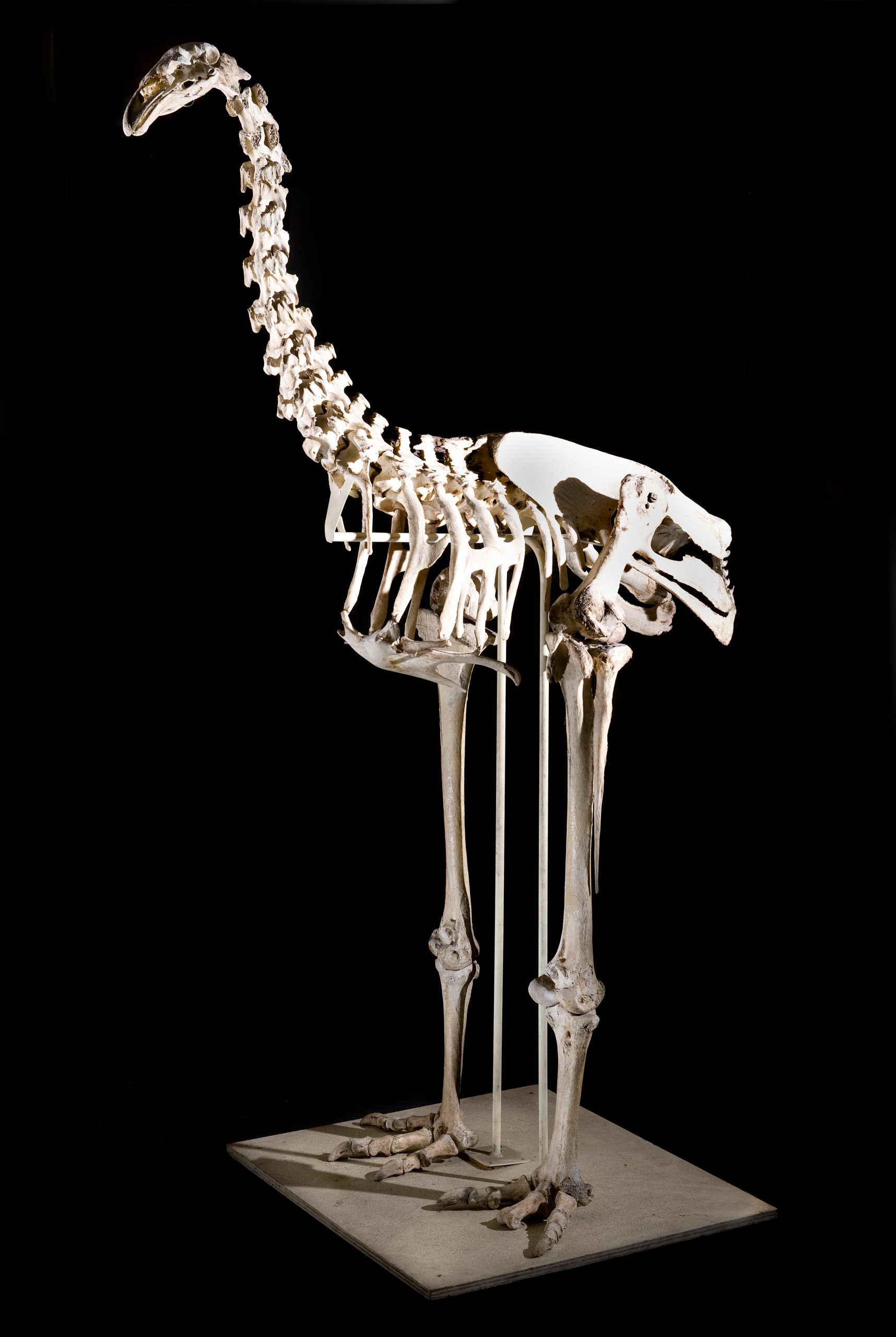 DNA from the poop of extinct four-meter-tall birds reveals lost