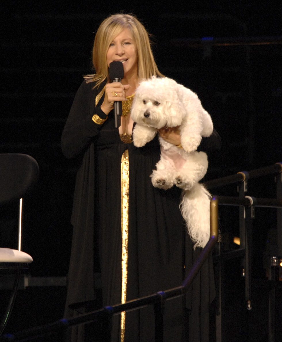 Ruff replicas: Barbra Streisand cloned her dog—with mixed results - Ars ...