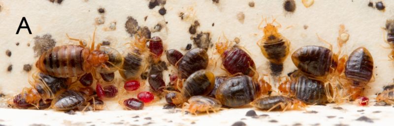 A typical bed bug aggregation with blood-fed and non-fed bed bugs and fecal patches containing histamine (photo credit: Matt Bertone)