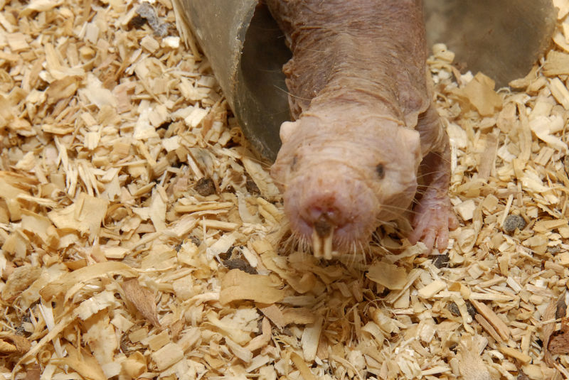 Naked mole rats have a complicated relationship with cancer