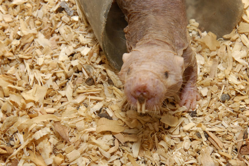 Naked mole-rat's 'longevity' gene extends lifespan and health of mice