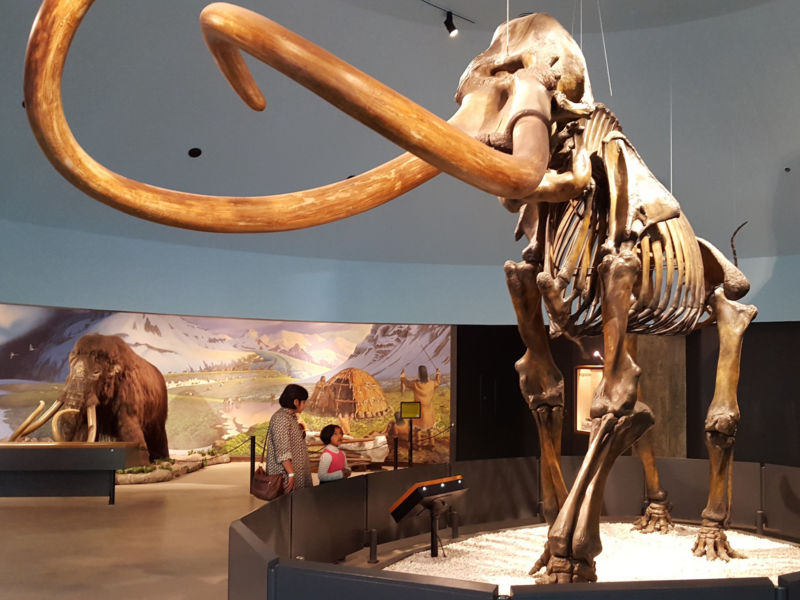 How could Ice Age tundra feed a mammoth? – Digi Crunch