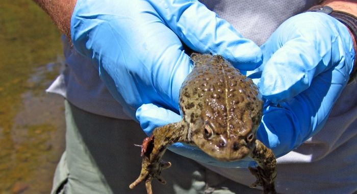 Frogs make a comeback, beat fungus | Ars Technica