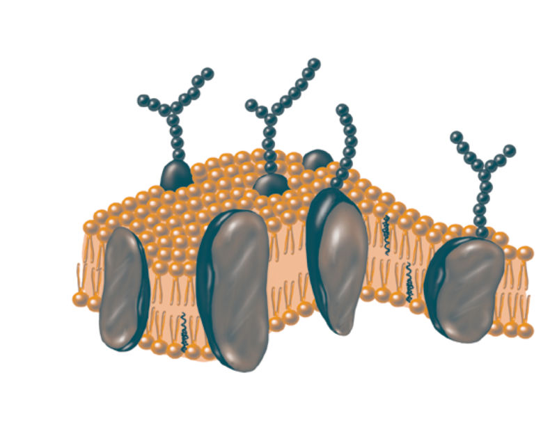 Many proteins are contained in the membrane or extend completely over it.