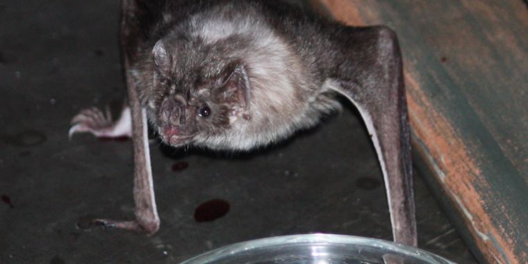 Gut bacteria key to the vampire bat’s ability to survive on blood