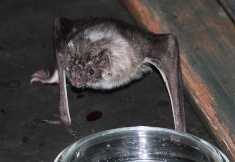 Gut bacteria key to the vampire bat’s ability to survive on blood