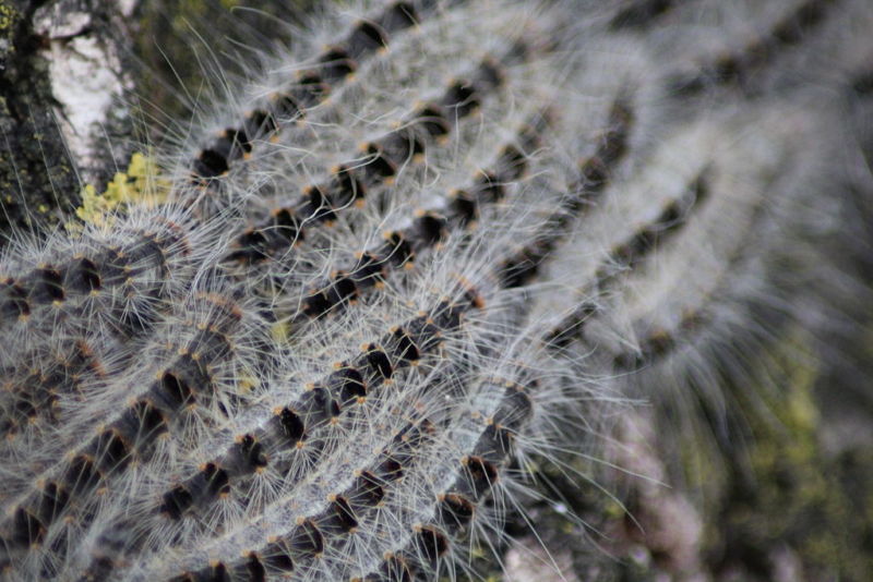 Arsenic-munching caterpillars may ingest poison to prevent being