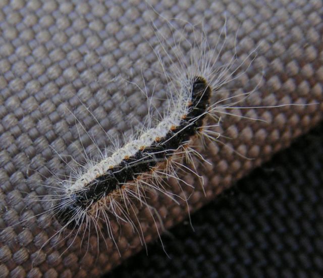 Invasive Toxic Caterpillars That Can Kill Are About To Invade Parts Of London Ars Technica