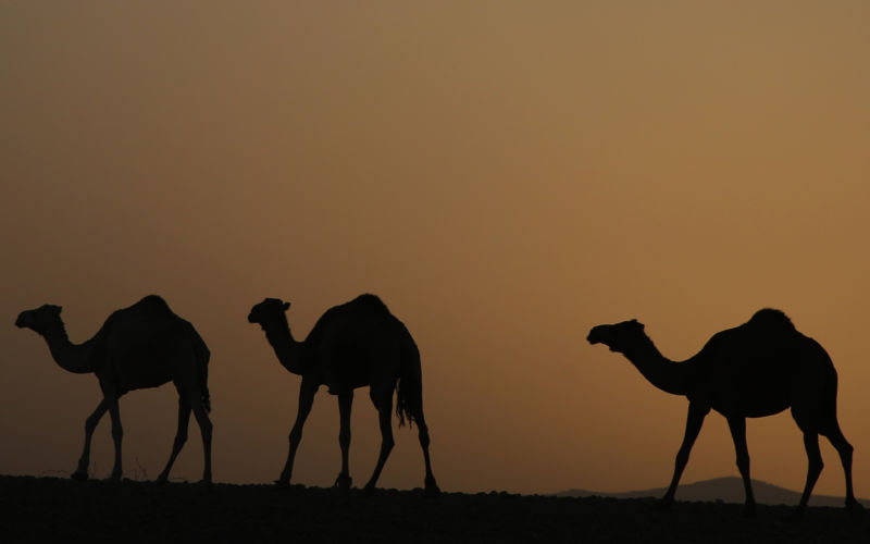 The silhouette of three camels at sunset.