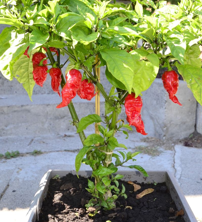 Brain effects of 'hottest pepper in the world' put man in hospital