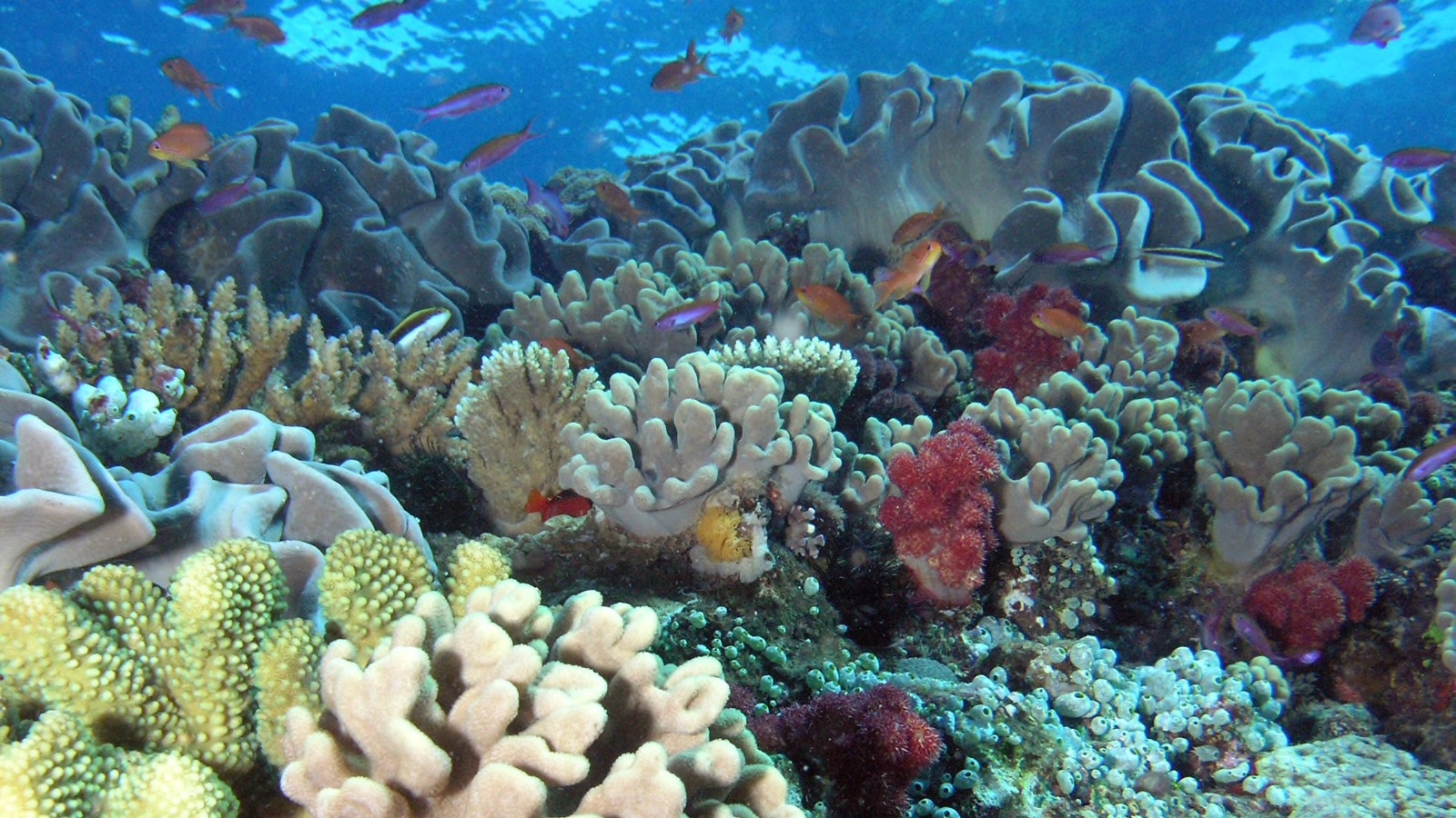 Researchers edit coral genes, hope to understand how to save them | Ars ...