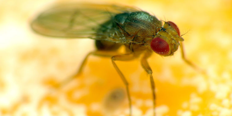 Researchers find a gene that lets bacteria kill all male flies