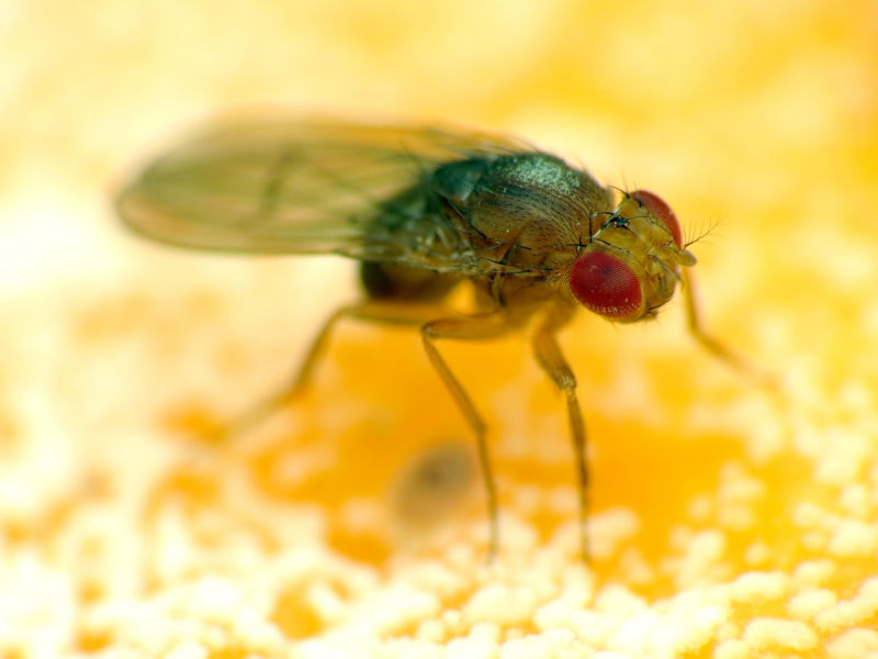 Researchers find a gene that lets bacteria kill all male flies | Ars ...