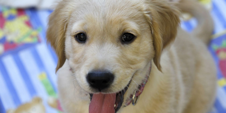 $25K “diabetic alert dogs” were untrained, un-housebroken puppies, lawsuit says