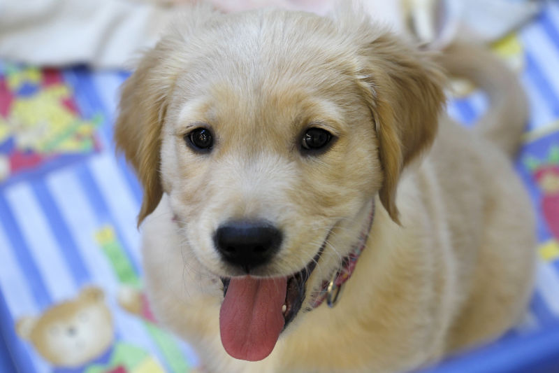 A picture of a golden retriever puppy