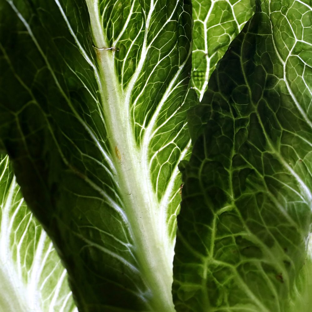 Tag: lettuce - Ars Technica