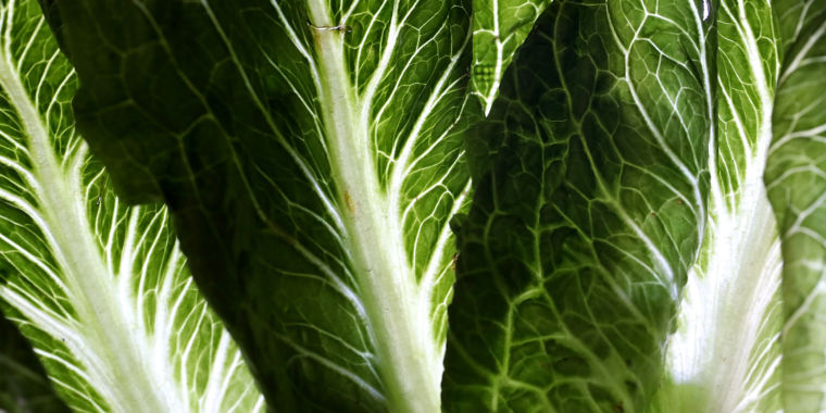 Massive E. coli outbreak linked to romaine lettuce turns deadly