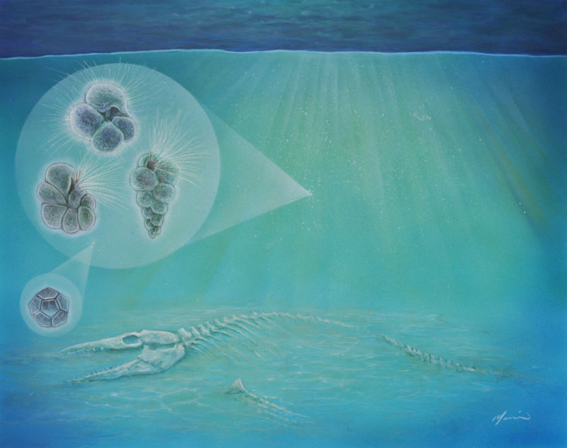 chicxulub_survivors-800x633.jpg