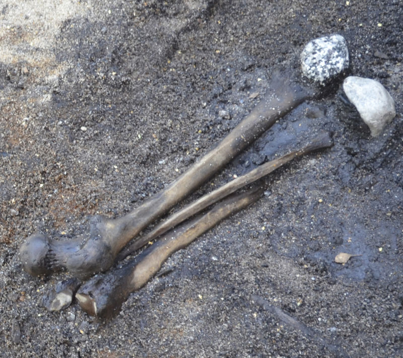 Femur, tibia, and fibula, and two small stones.