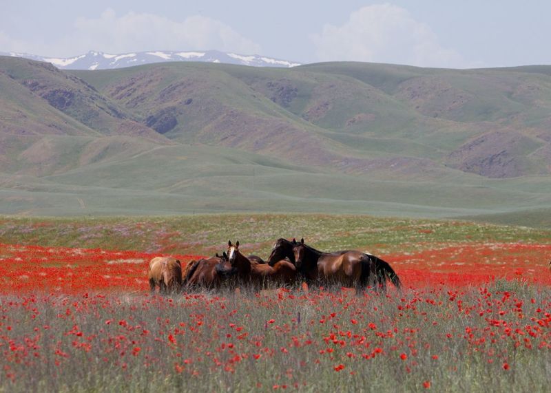 Tracing How Horse Domestication Turned The Eurasian Steppe Into A   Steppe Horses 800x571 