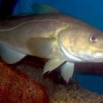 Image of a cod.