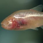 Image of an eyeless fish